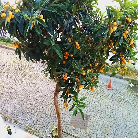 Sultanahmet Musıc House *