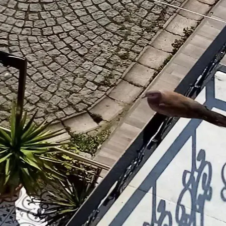 ホテル Sultanahmet Music House イスタンブール